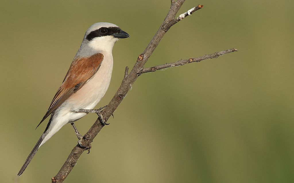 Strakoš obyčajný (Lanius collurio)